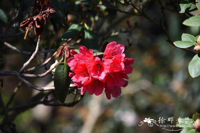 腺房红萼杜鹃Rhododendron meddianum var. atrokermesinum