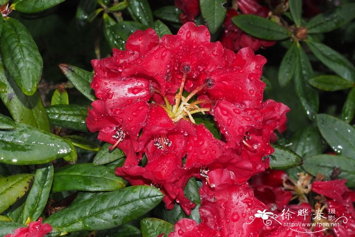 短蕊杜鹃Rhododendron microgynum