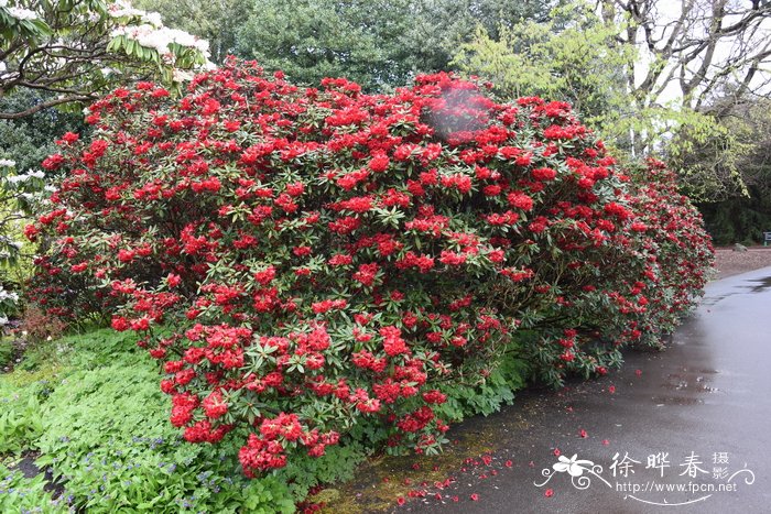 短蕊杜鹃Rhododendron microgynum