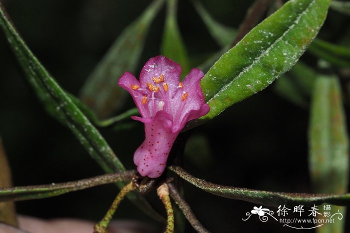 小花马来杜鹃Rhododendron micromalayanum