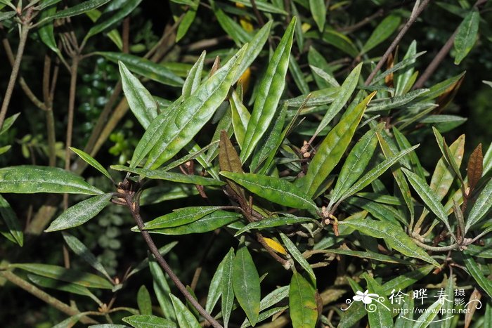 小花马来杜鹃Rhododendron micromalayanum