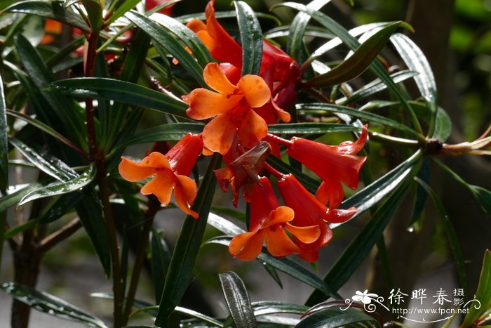 细脉杜鹃Rhododendron nervulosum