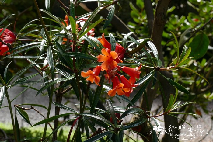 细脉杜鹃Rhododendron nervulosum