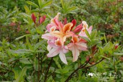  '雄伟'西部杜鹃Rhododendron occidentale 'Magnificum'