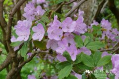 山育杜鹃Rhododendron oreotrephes