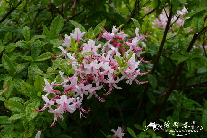 粉红杜鹃Rhododendron periclymenoides