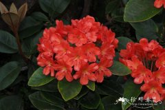 婆罗洲多花杜鹃Rhododendron polyanthemum