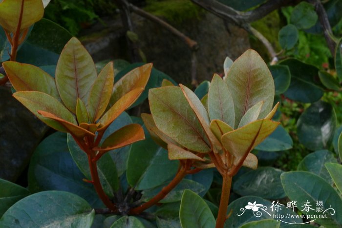 婆罗洲多花杜鹃Rhododendron polyanthemum