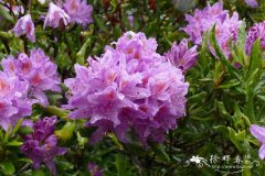 '桂竹香叶'黑海杜鹃Rhododendron ponticum 'Cheiranthifolium'