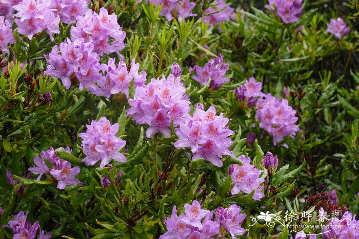 '桂竹香叶'黑海杜鹃Rhododendron ponticum 'Cheiranthifolium'