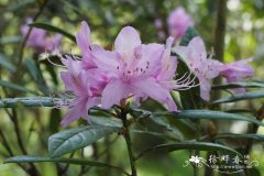 多鳞杜鹃Rhododendron polylepis