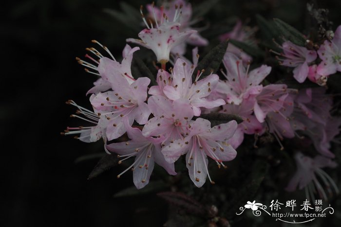 柔毛杜鹃Rhododendron pubescens