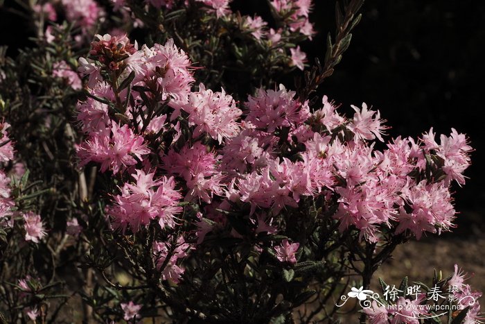 柔毛杜鹃Rhododendron pubescens