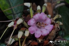 羞怯杜鹃Rhododendron pudorosum