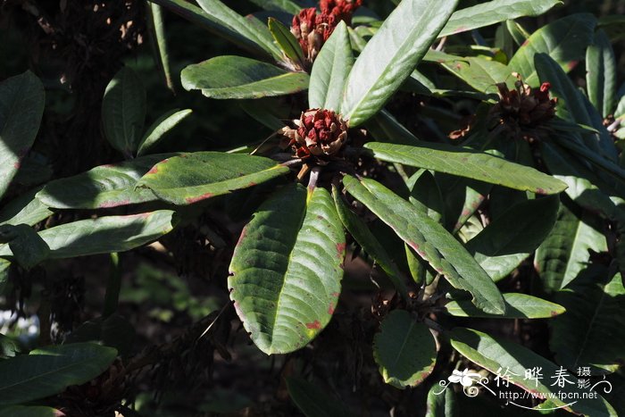 羞怯杜鹃Rhododendron pudorosum