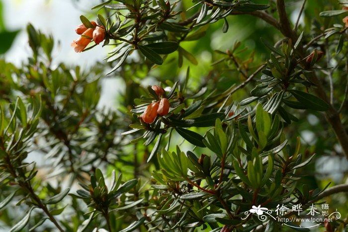 迷迭香叶杜鹃Rhododendron quadrasianum var. rosmarinifolium