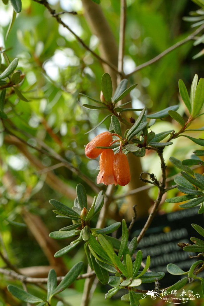 迷迭香叶杜鹃Rhododendron quadrasianum var. rosmarinifolium