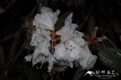 Rhododendron recurvoides