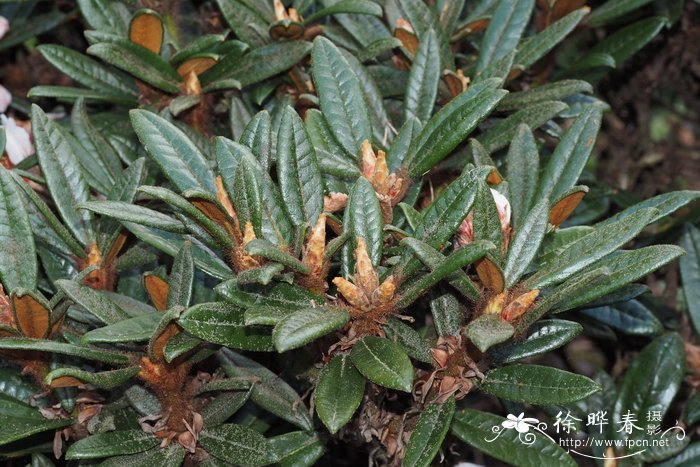 Rhododendron recurvoides