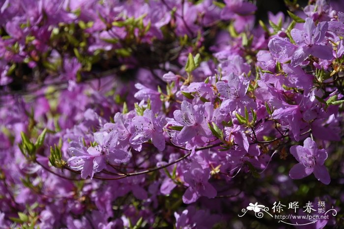 微脉杜鹃Rhododendron reticulatum