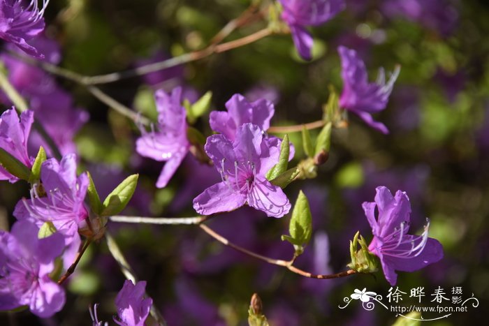 微脉杜鹃Rhododendron reticulatum