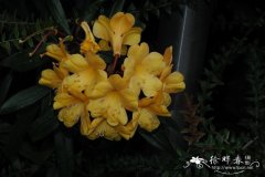 雷提夫杜鹃Rhododendron retivenium