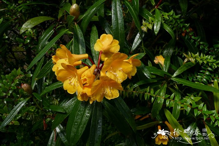 雷提夫杜鹃Rhododendron retivenium