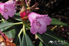 大钟杜鹃Rhododendron ririei