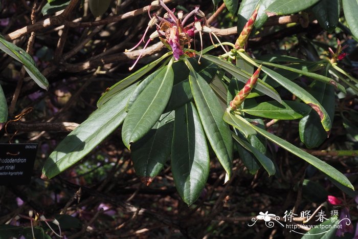 大钟杜鹃Rhododendron ririei