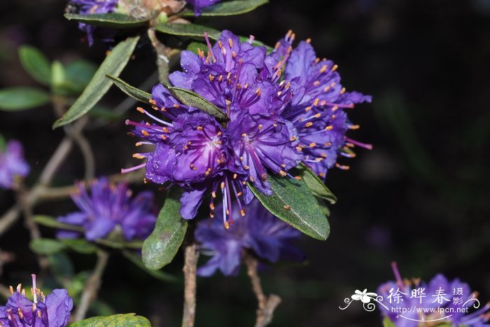 紫蓝杜鹃Rhododendron russatum