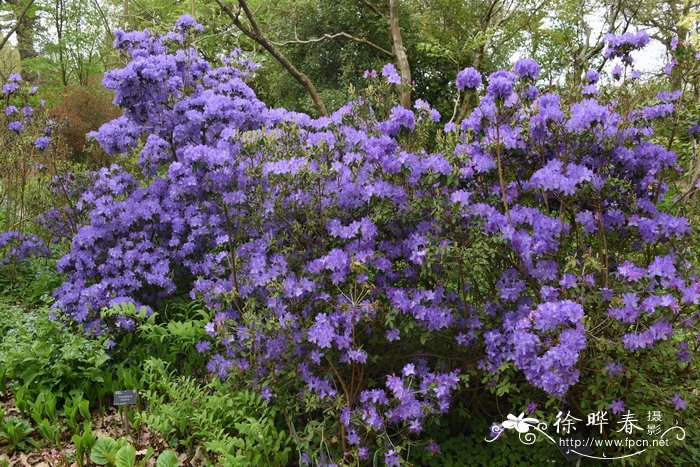 紫蓝杜鹃Rhododendron russatum