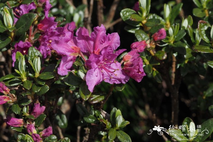 怒江杜鹃Rhododendron saluenense