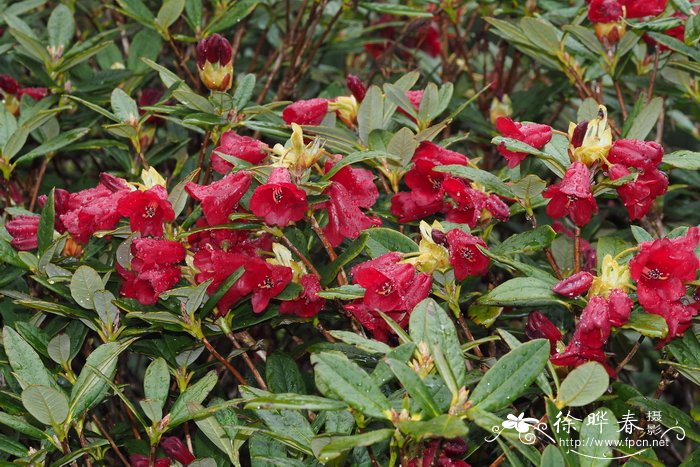 变色血红杜鹃Rhododendron sanguineum subsp. didymoides