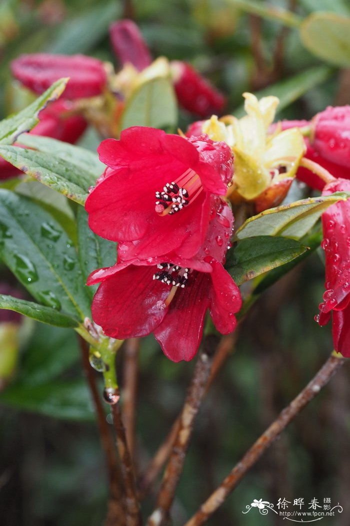 变色血红杜鹃Rhododendron sanguineum subsp. didymoides