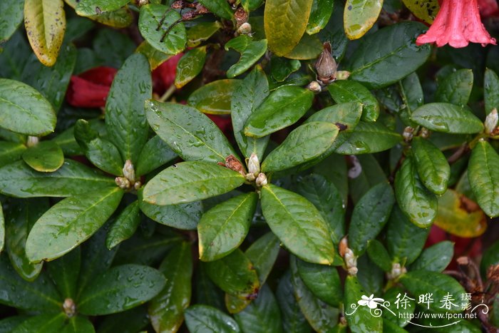 退色血红杜鹃Rhododendron sanguineum var. cloiophorum