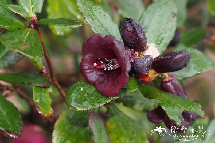 血杜鹃Rhododendron sanguineum var. haemaleum