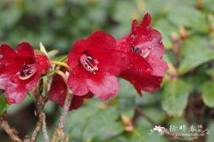 紫血杜鹃Rhododendron sanguineum var. haemaleum