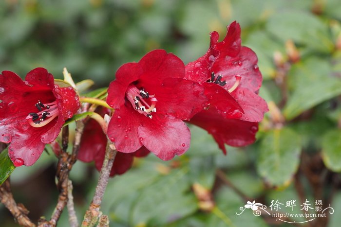 紫血杜鹃Rhododendron sanguineum var. haemaleum