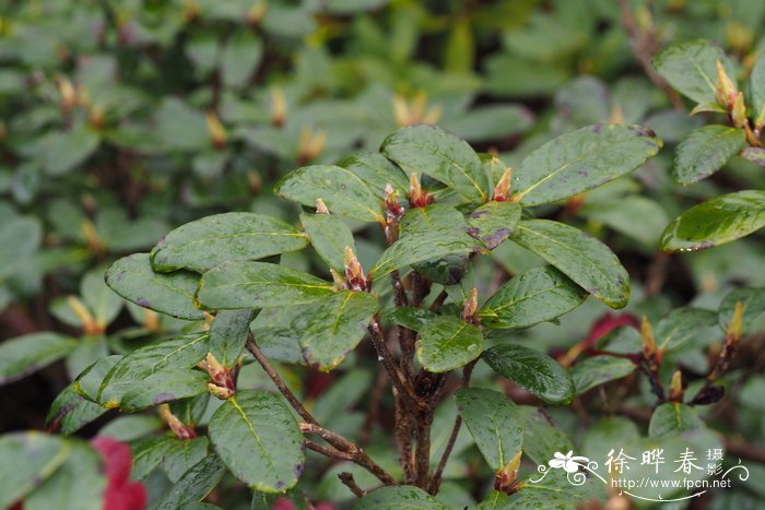 紫血杜鹃Rhododendron sanguineum var. haemaleum