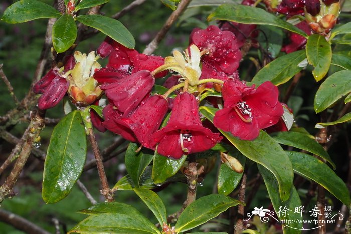 血红杜鹃Rhododendron sanguineum