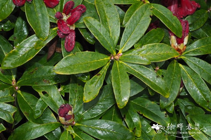 血红杜鹃Rhododendron sanguineum