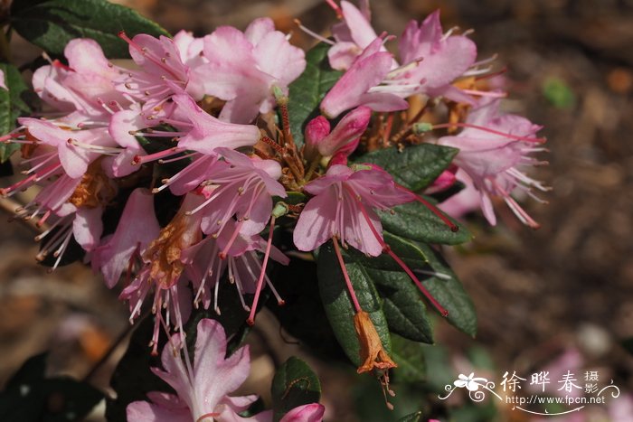 糙叶杜鹃Rhododendron scabrifolium