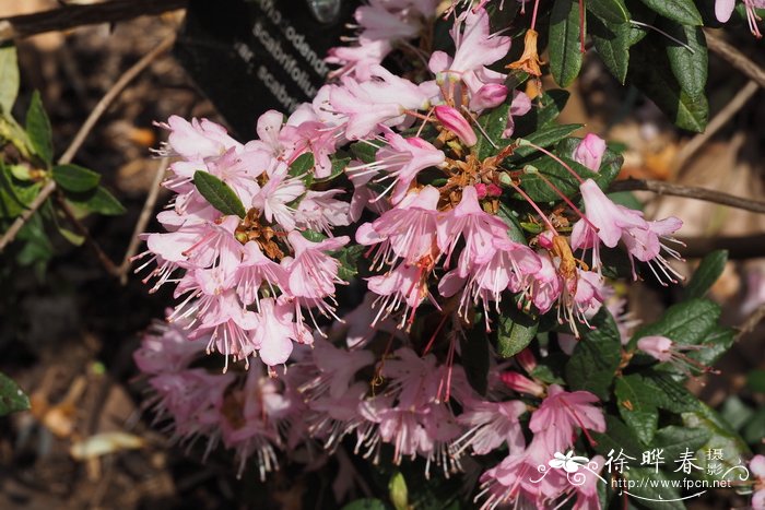 糙叶杜鹃Rhododendron scabrifolium