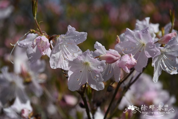 大字杜鹃Rhododendron schlippenbachii