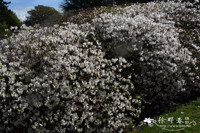 大字杜鹃Rhododendron schlippenbachii