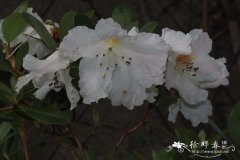 石峰杜鹃Rhododendron scopulorum