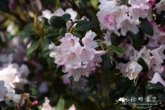 毛枝多变杜鹃Rhododendron selense subsp. dasycladum