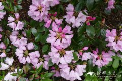 粉背多变杜鹃Rhododendron selense subsp. jucundum