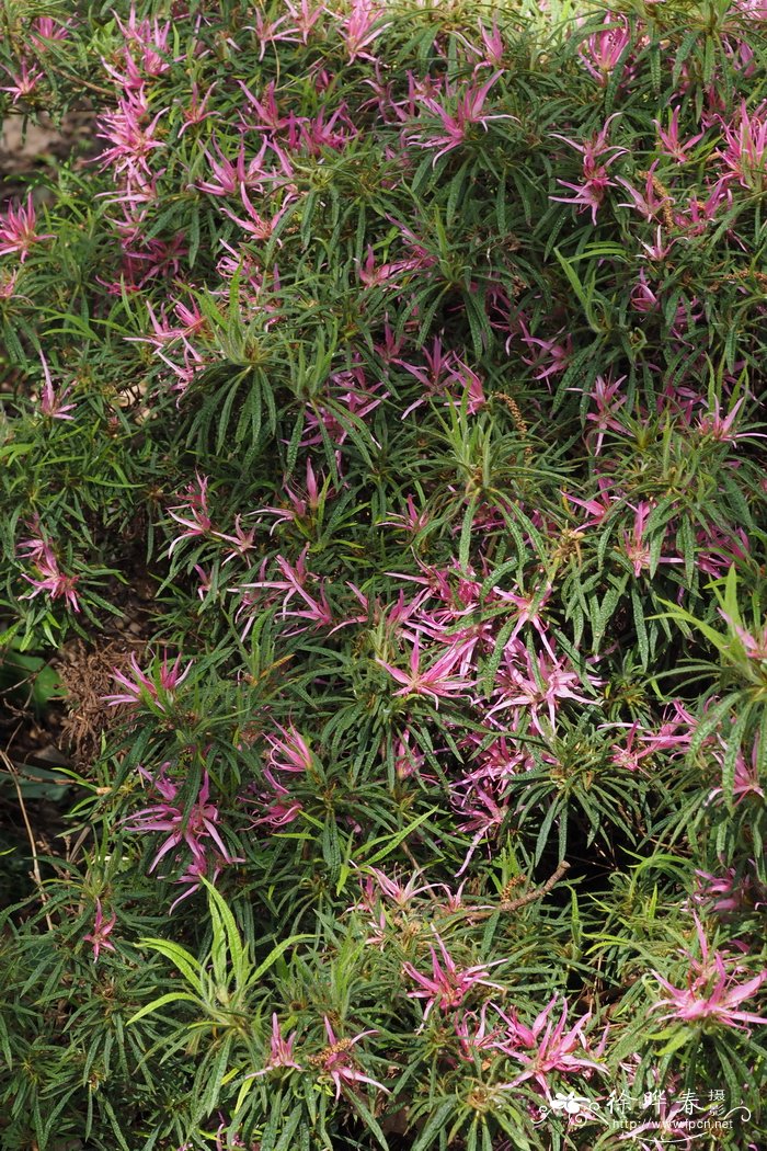 '线叶'狭瓣杜鹃Rhododendron stenopetalum 'Linearifolium'