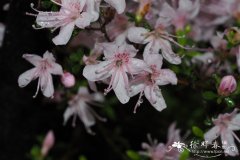 百里香叶杜鹃Rhododendron serpyllifolium